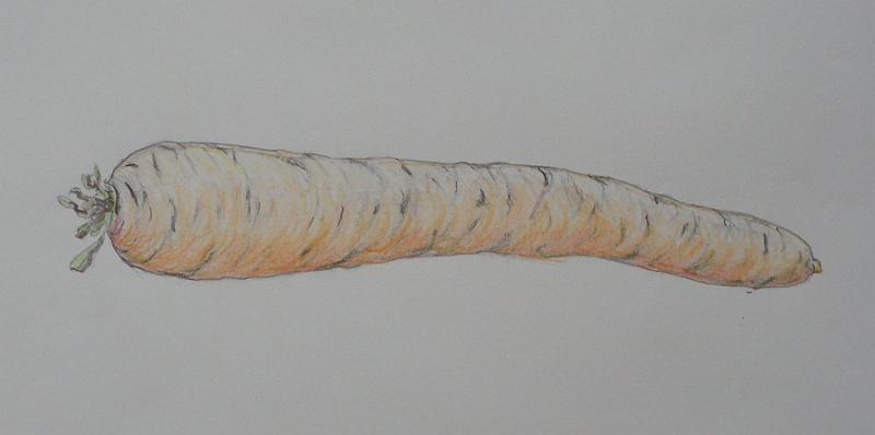 Karotte, 2006, Buntstift-Papier, 30x37.jpg